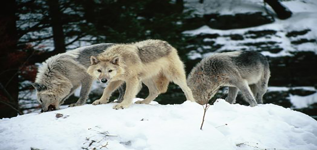 Keep The Wolves At Bay